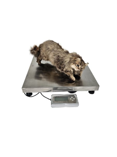 Pet Floor Weighing Scale Digital